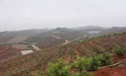 沙糖桔种植成本及利润,柑橘价格低迷的商机