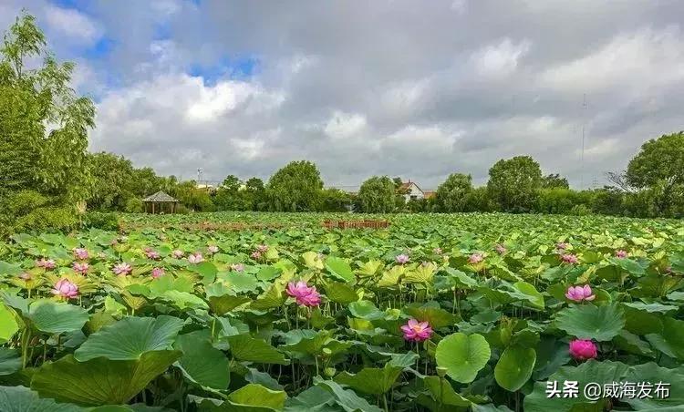 威海赏天鹅攻略来了,威海春天赏花攻略