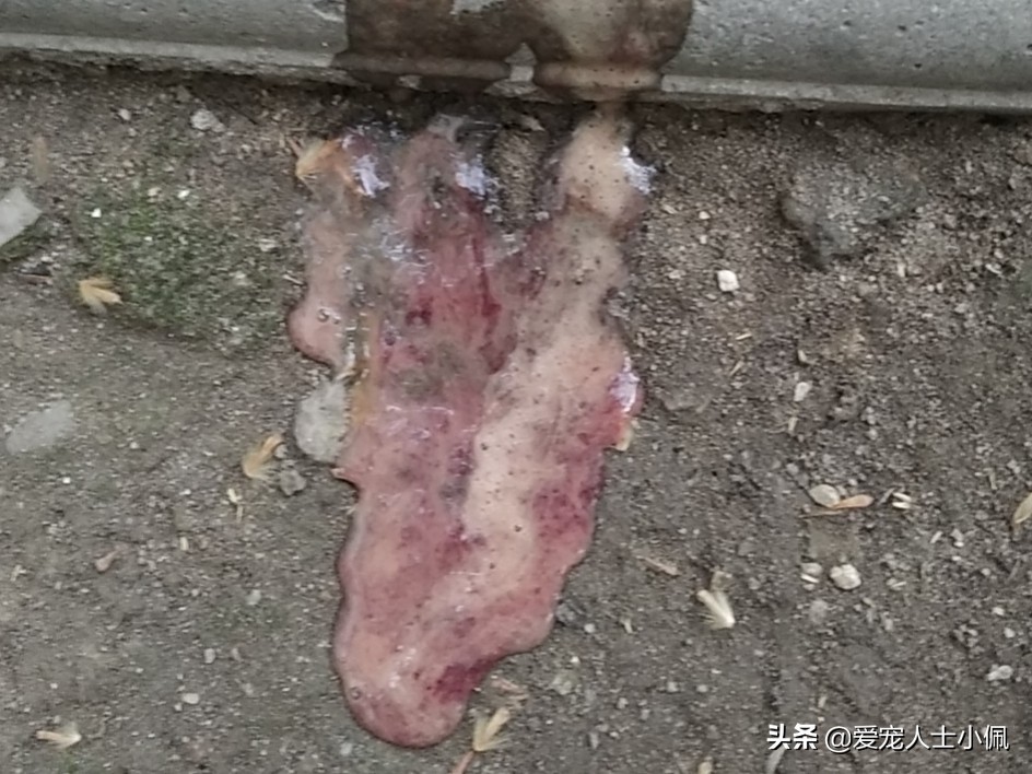 狗狗急性肠胃炎养狗攻略,成年狗狗肠胃炎自己怎么治疗