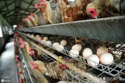 2023年养蛋鸡的行情前景如何,2023养蛋鸡行情怎么样