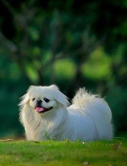 犬类图解,犬类大全100个视频