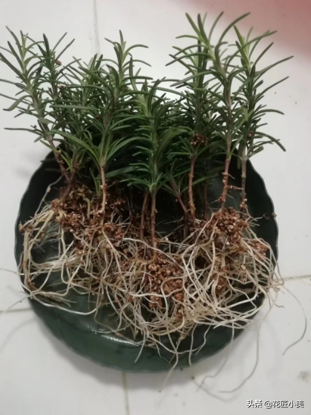 可食用迷迭香盆栽驱蚊植物怎么养,可以吃也可以驱蚊的草