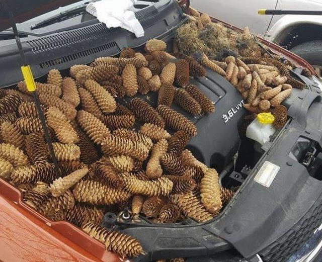 发动机舱有老鼠怎么办清洗多少钱,发动机舱有老鼠出没怎么办