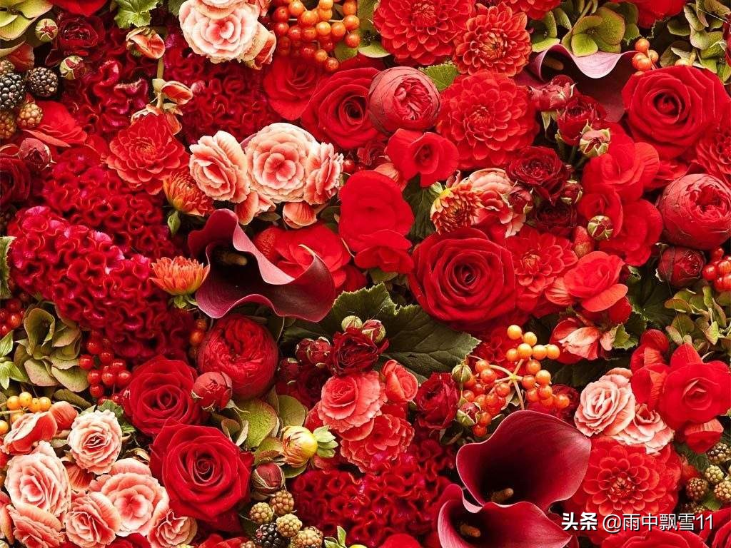 玫瑰如何养殖,玫瑰怎么养花期长