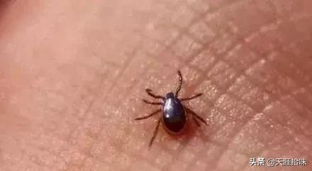 台风来了海岸上很多虫子,台风后出现的虫子