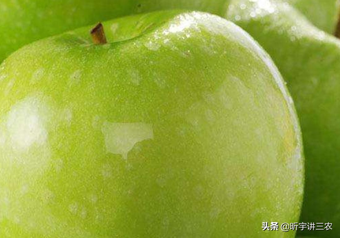 苹果树修剪一个人一天能修剪多少,大苹果树落叶修剪还是落叶前修剪