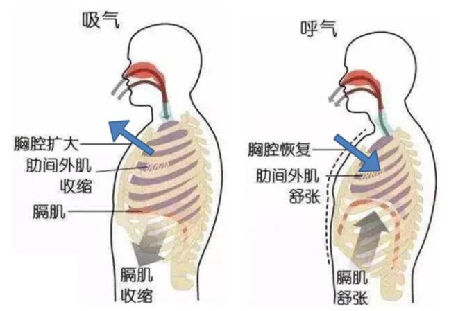 腹式呼吸的好处有增强注意力吗,腹式呼吸的功效能瘦肚子吗