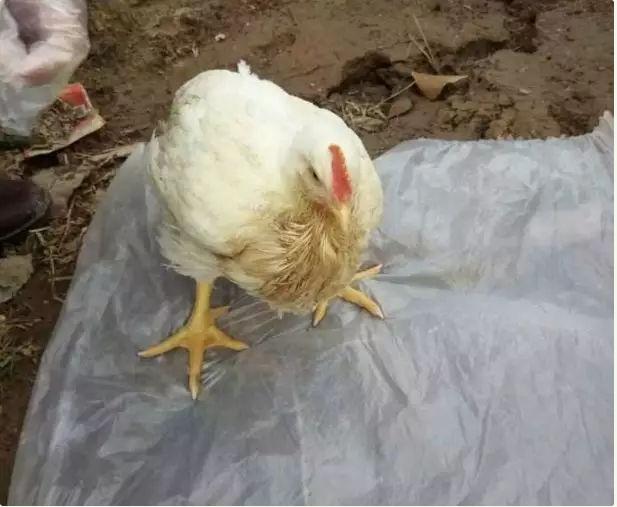 鸡嗉囊积食不消化怎么办,鸽子嗉囊胀气及积水积食