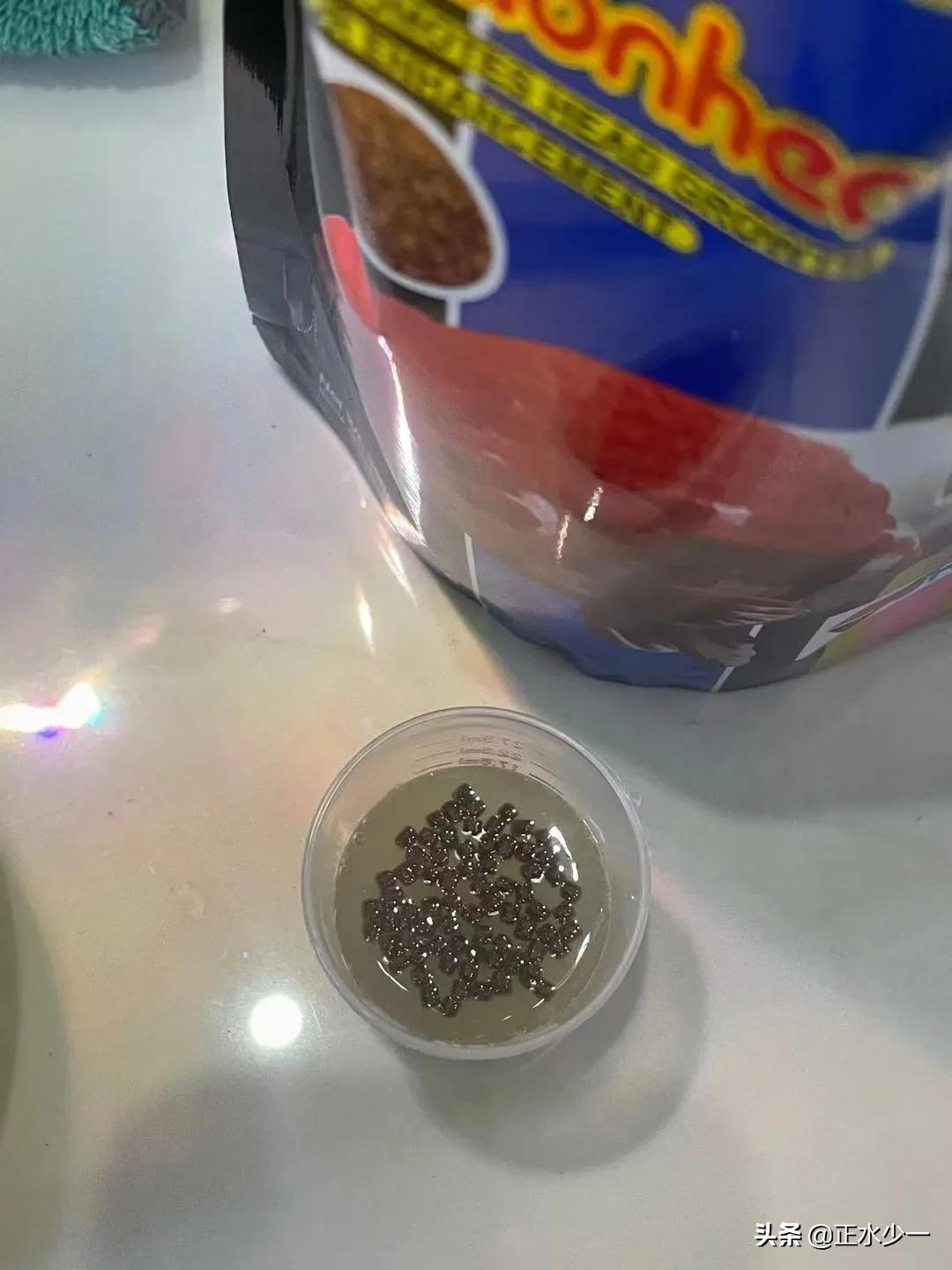 草金鱼肠炎停食几天,金鱼肠炎用土霉素需要停食吗