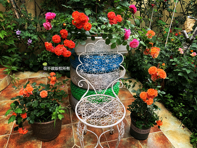 我的玫瑰仙境，请上坐！花市买来的“激素苗”，我这一招很好养活