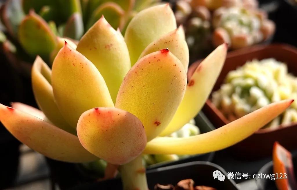 河北曲周多肉植物批发,曲周县西木多肉科技