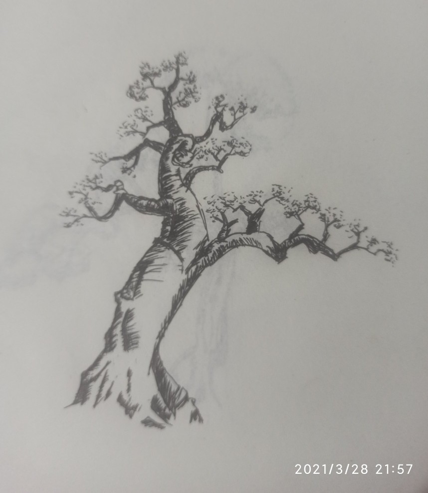 飘枝在盆景中真的很重要吗,飘枝与跌枝同时具备的盆景