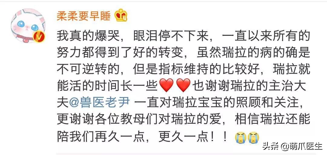 你见过猫咪的眼睛吗,你见过猫咪这种眼神吗