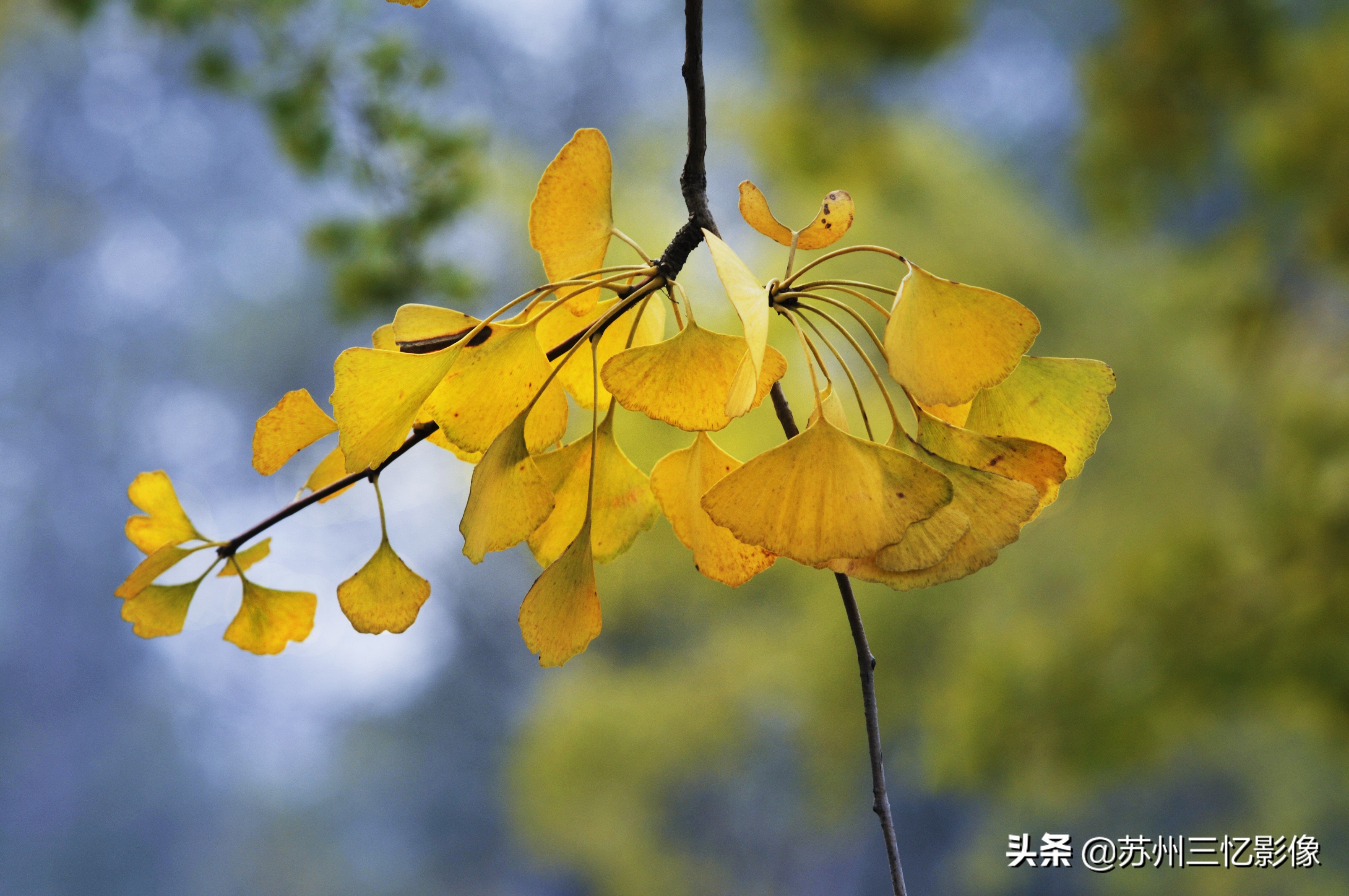 尼康d300s自动对焦怎么设置,尼康d300s单反相机测评