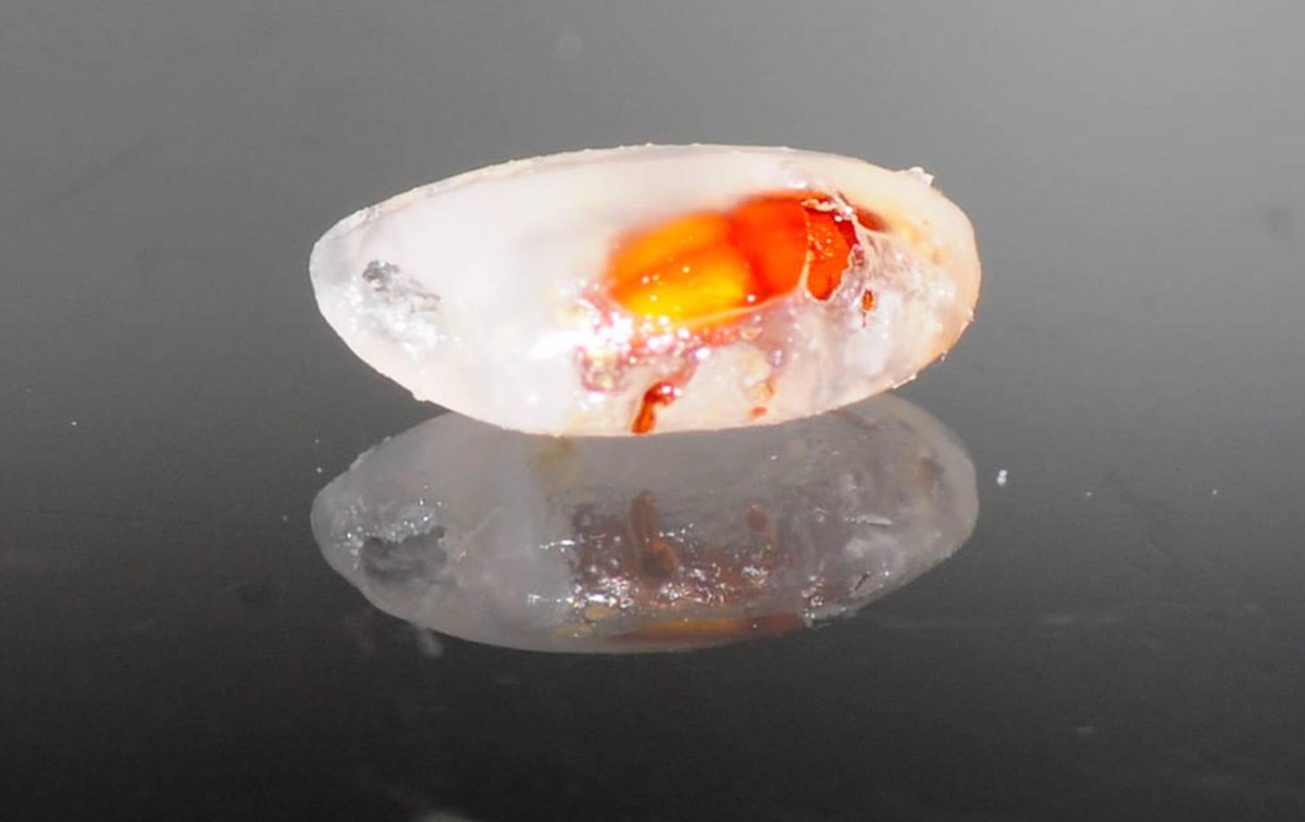 大米防止生虫密封用塑料袋可以吗,密封大米为什么还生虫蚂蚁庄园