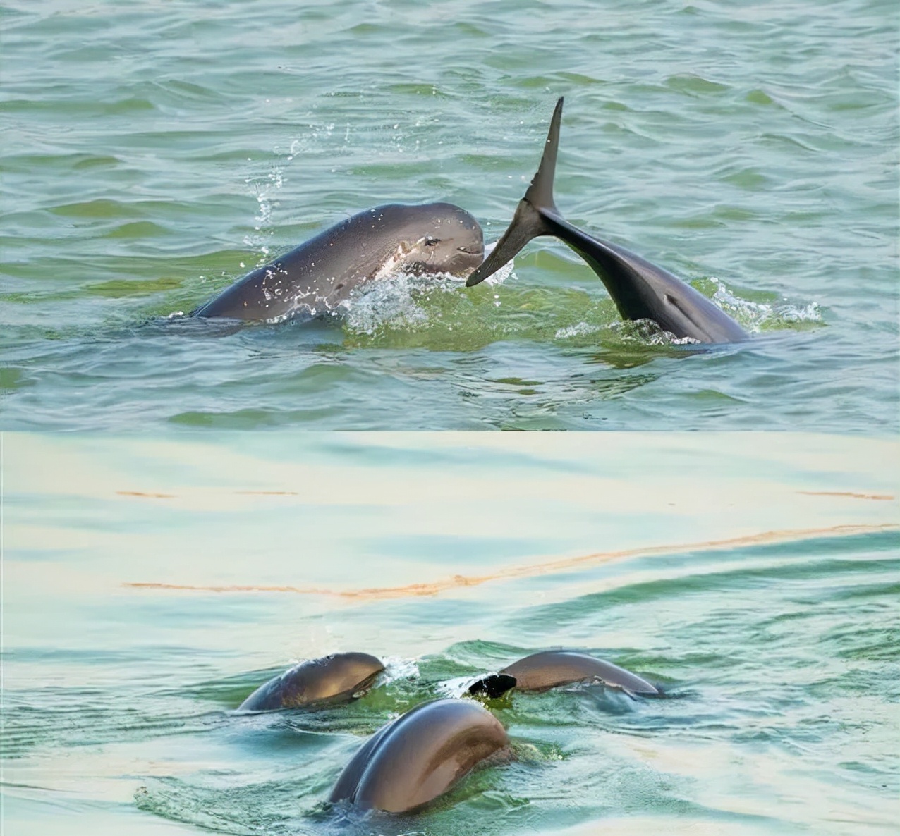 长江十年禁渔期过去了两年！江水中有何变化？再现三大罕见生物