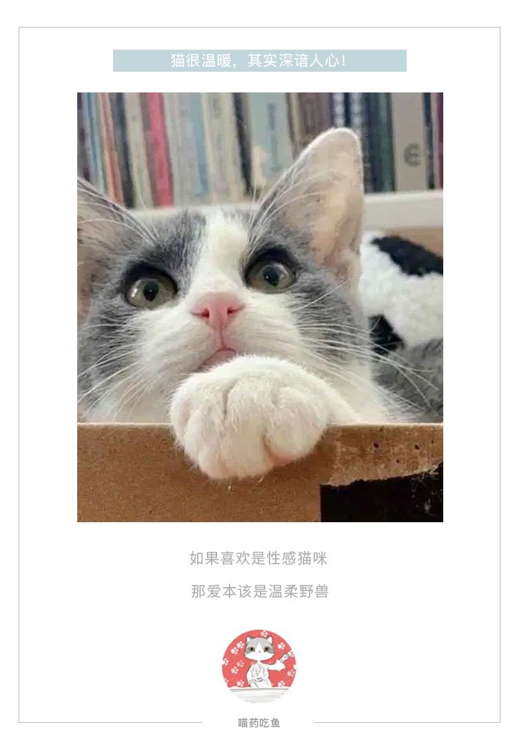 流浪小猫在附近闲逛，暖心的路人捡回家后发现美呆了