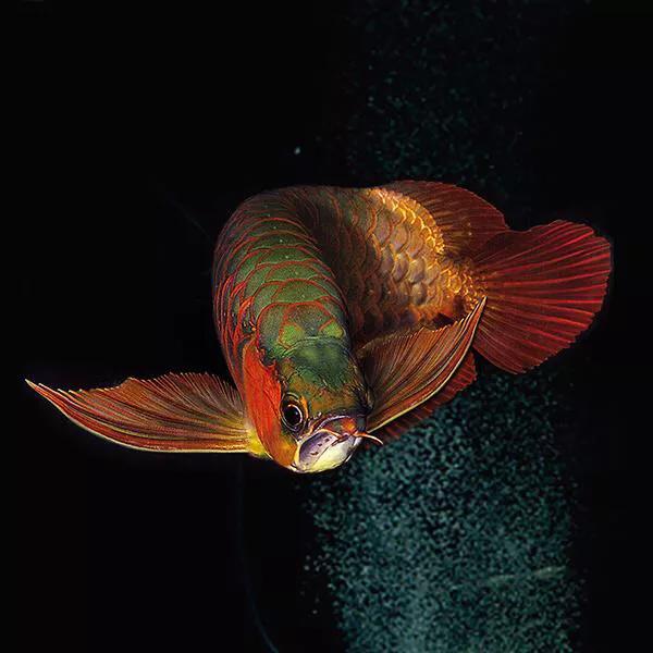 龙鱼吃什么食物,龙鱼食物怎么解冻