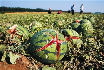 农村西瓜受到冰雹袭击该怎么办？在自然灾害面前，瓜农该怎么做？