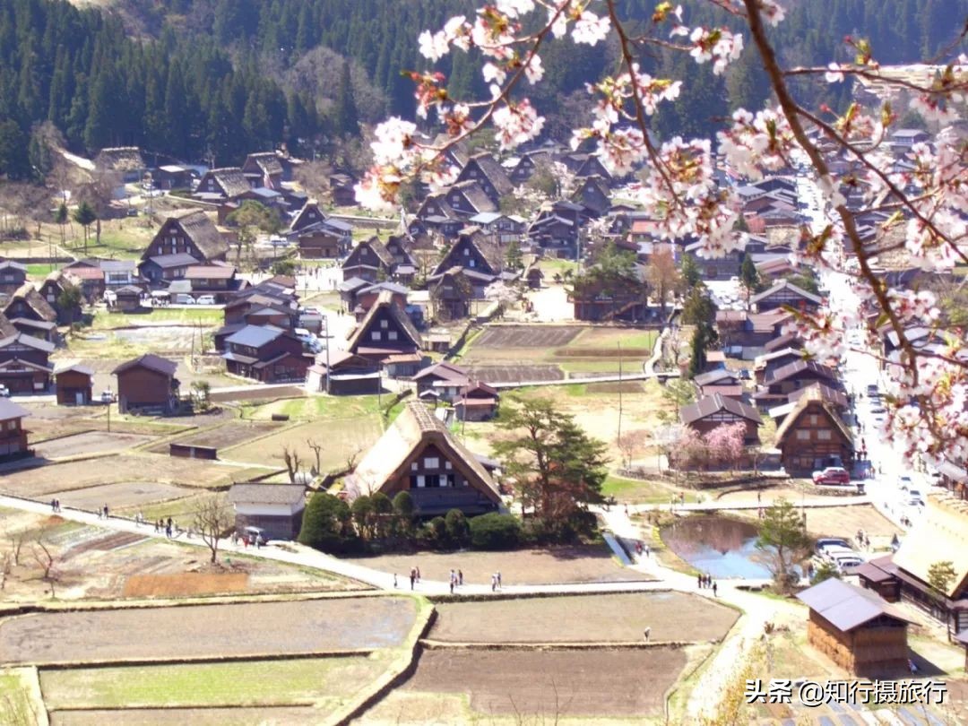 日本樱花季是八月几号,2020年日本樱花花期表