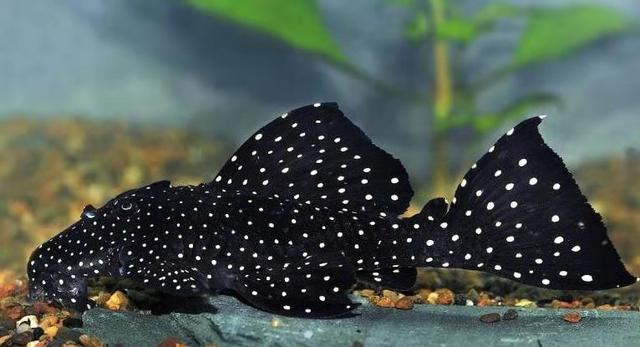 给鱼缸整理的时候有粪便怎么处理,鱼缸褐藻清理两天又出现