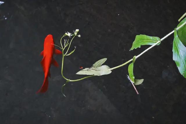 散文诗的特点及创作鉴赏,散文诗最大特点是什么