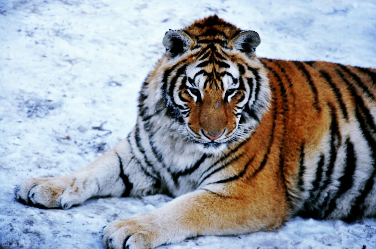 俄罗斯的老虎为什么叫东北虎 (东北虎到底是中国的还是俄罗斯的)