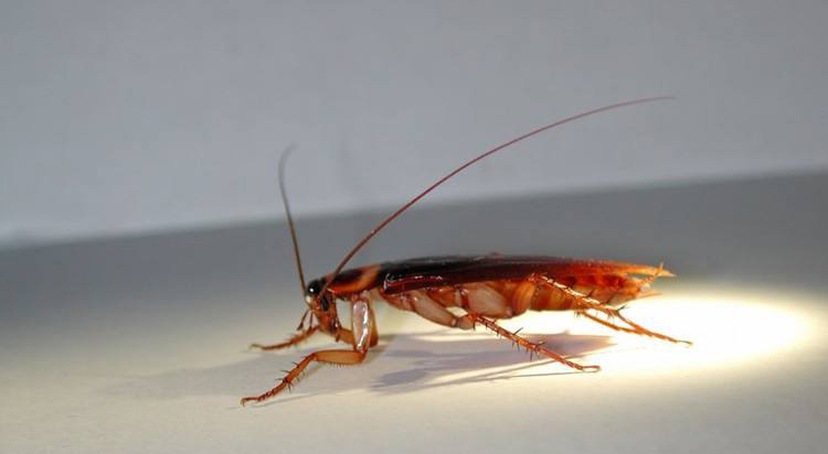 上门灭蟑螂的最好方法,郑州灭蟑螂公司饭店灭蟑螂