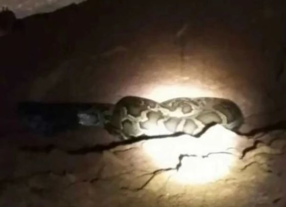 广东超大巨蟒,大山之间惊现神秘巨蟒