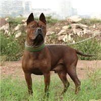 中国本土猎犬犬种有哪些,川东猎犬杂交广西猎犬