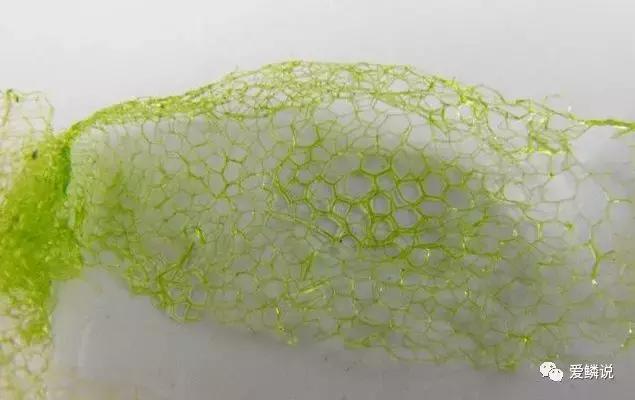 蝴蝶鲤容易生病的原因,警惕成长环境对我们的影响