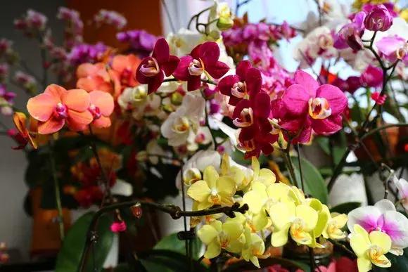 开花时间最长最香最好养的兰花,一年四季开花的兰花有几种