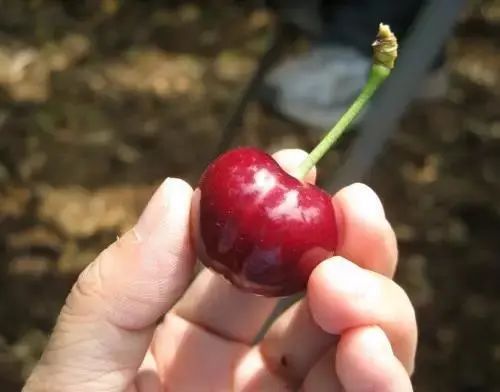 陕西樱桃采摘季节是几月份,陕西最近摘樱桃的地方