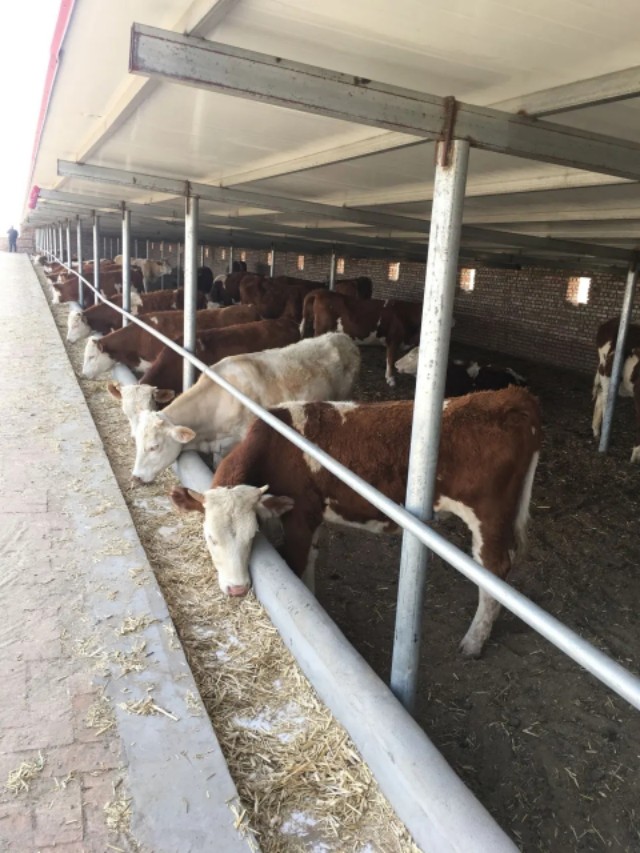 牛犊应激用什么药,牛犊长途运输一般要调理多久