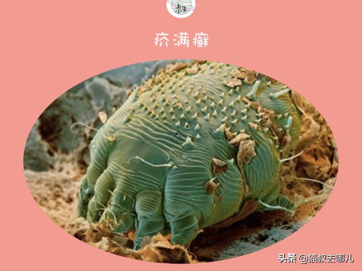 养猫攻略请纠正猫的异食癖,养猫常识猫有泪痕怎么办