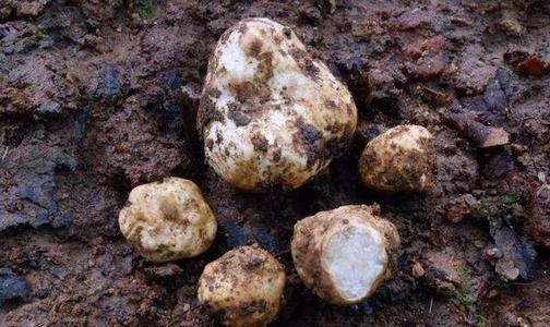 松露昂贵,松露价格大概是多少