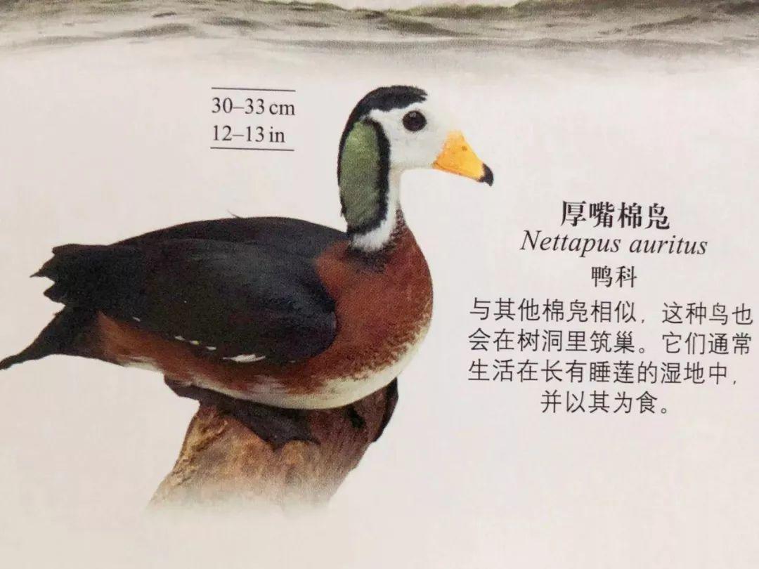 dk系列书籍六岁孩子适合入手哪些,dk儿童认知书推荐