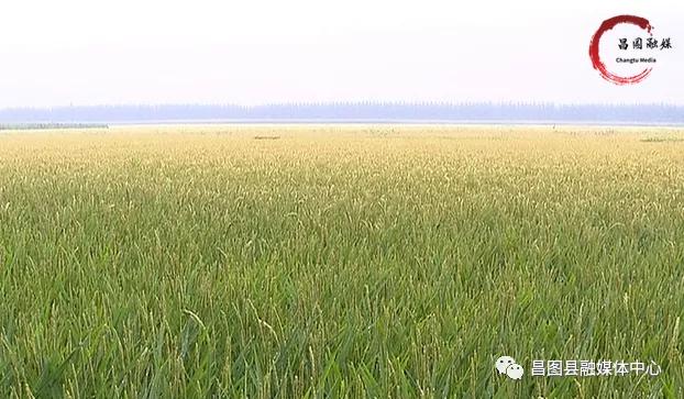 规划引领乡村振兴产业项目,支柱产业带动乡村振兴方案