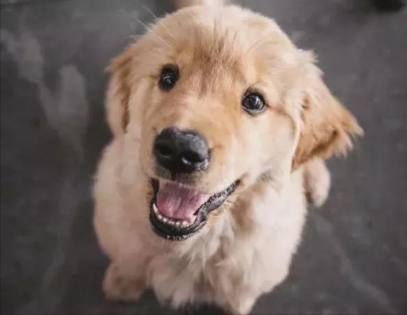 金毛正确喂养,金毛喂养的6大原则