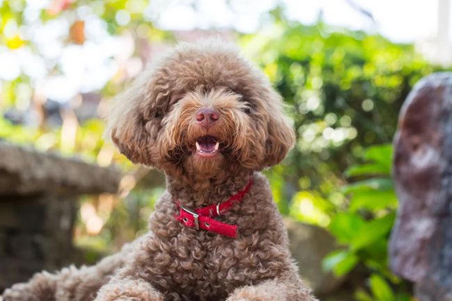 贵宾泰迪犬掉毛严重怎么治疗,贵宾犬掉毛是怎么回事