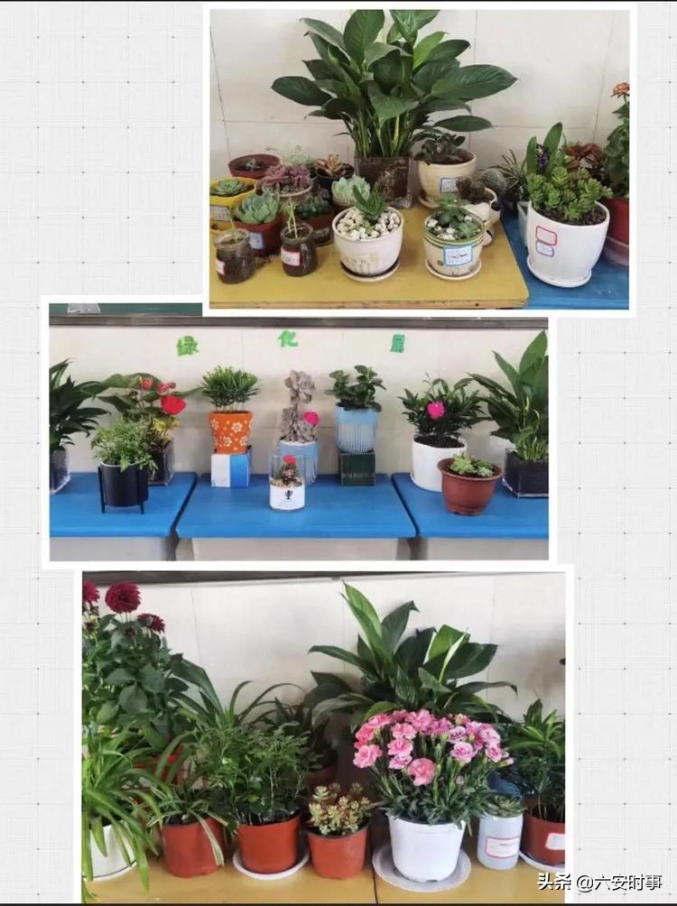 *光春**烂漫静待花开﻿——丰安小学3月活动纪实