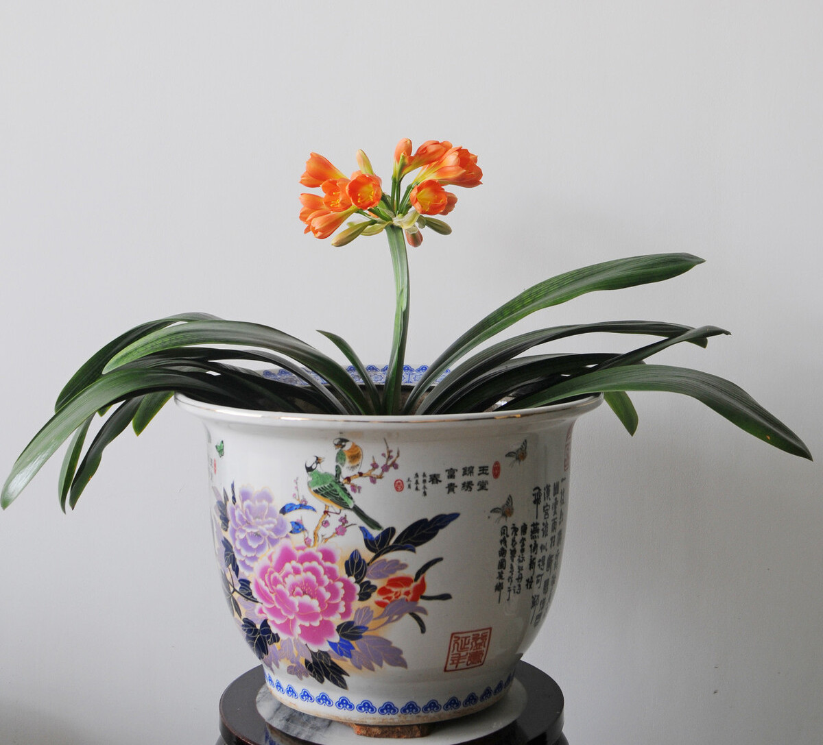 室内光线不好适合种什么,客厅采光不好养什么植物