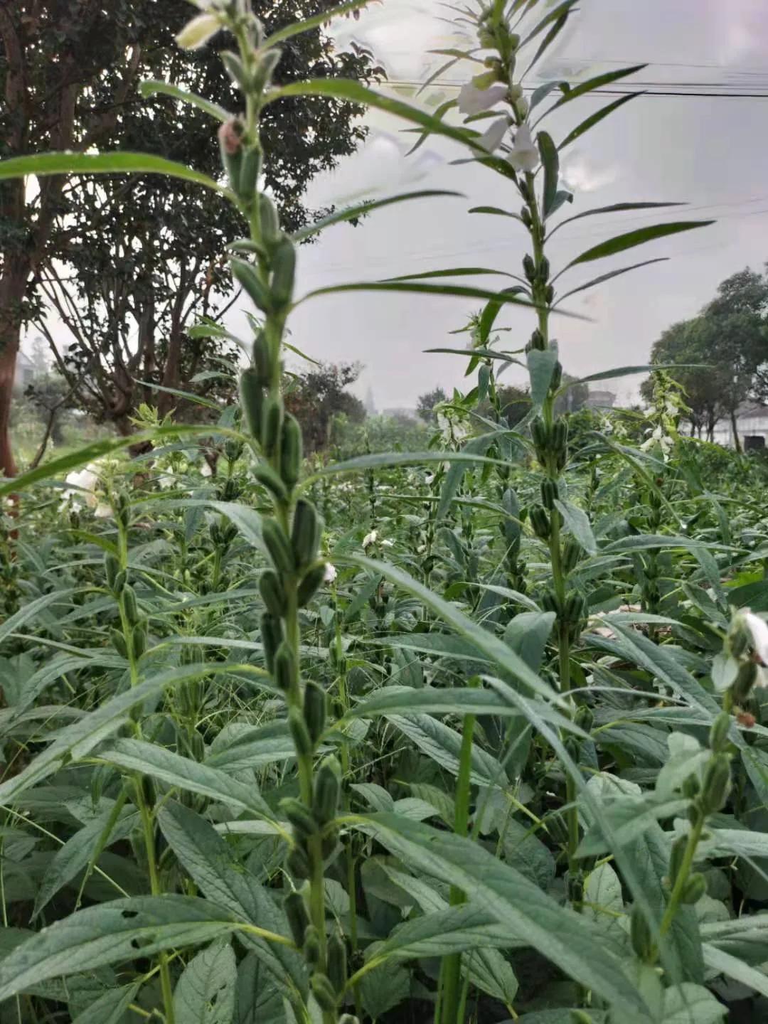 伤寒论养心药方,伤寒精要