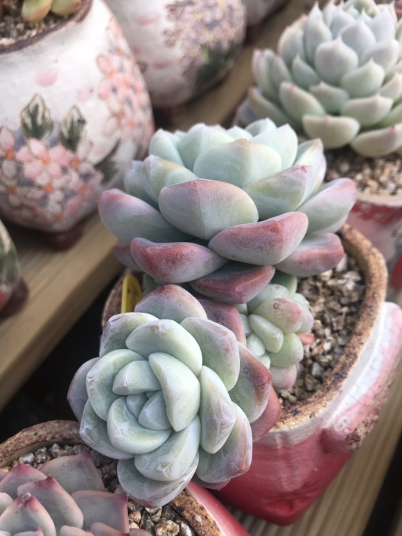 让人震撼的多肉,让人惊艳的多肉