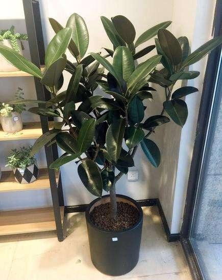 净化空气最好的盆栽,净化空气最强的花卉