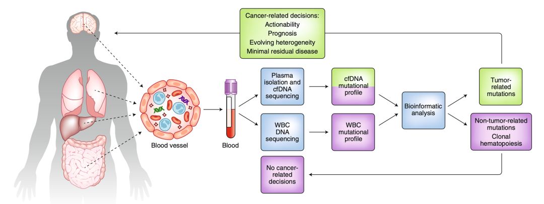 液体活检检测到的很多突变或不来自癌细胞，而是血液中的白细胞