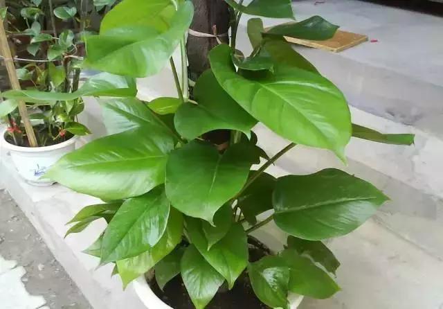 大叶绿萝黄叶咋回事怎么处理,大叶绿萝黄叶开裂要施硫酸亚铁吗