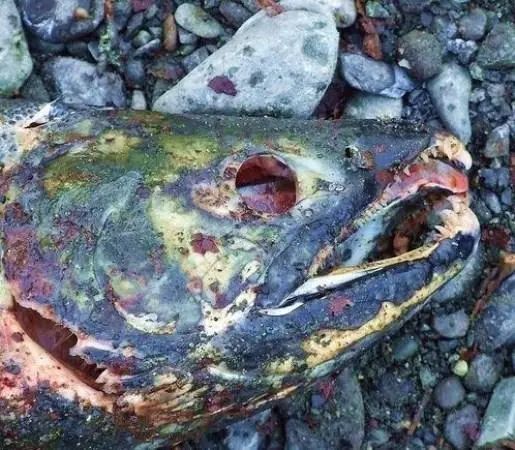 盘点全球十大重口味食物,全球十大最臭的食物