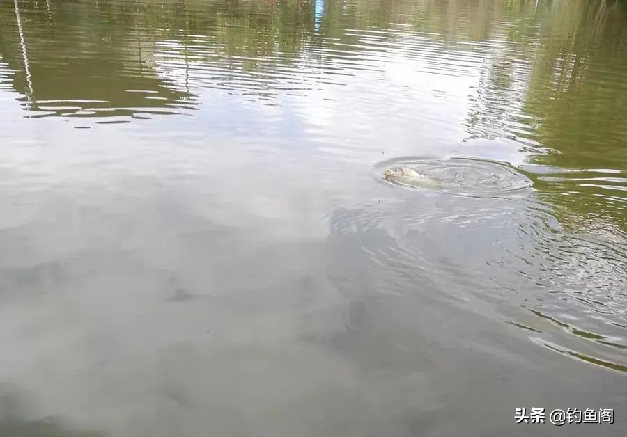 滑口鱼居多的坑怎么钓,滑口鱼口乱用什么浮漂