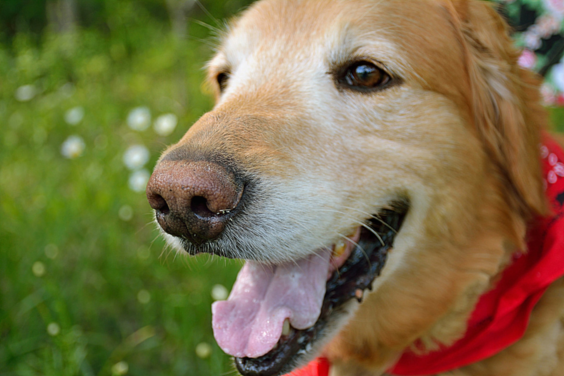 狗狗身上有软瘤子,狗狗的瘤会越来越大吗